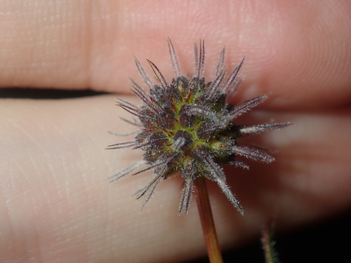 Image of Opercularia vaginata by (c) Thomas Mesaglio, some rights reserved (CC BY)