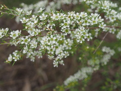 Leptospermum