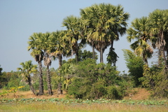 Borassus flabellifer