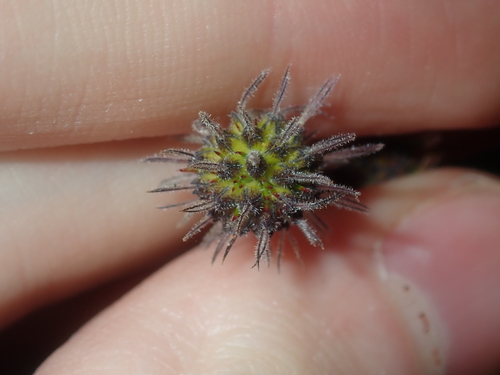 Image of Opercularia vaginata by (c) Thomas Mesaglio, some rights reserved (CC BY)