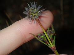 Opercularia vaginata