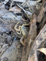 Centruroides vittatus