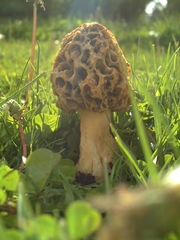 Morchella
