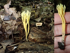 Clavulinopsis corniculata