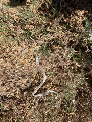 Lampropeltis californiae