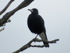 Gymnorhina tibicen