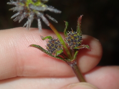 Opercularia vaginata