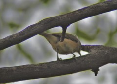 Baeolophus atricristatus