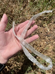 Lampropeltis californiae