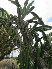 Cactoideae