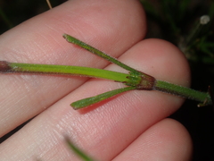 Opercularia vaginata