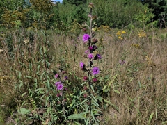 Liatris novae-angliae