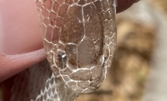 Lampropeltis californiae