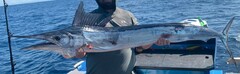 Shortbill Spearfish photo 5