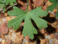 Trachymene