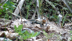 Aspidoscelis guttatus