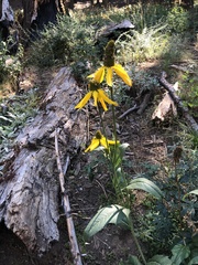 Rudbeckia californica