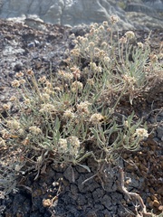 Eriogonum pauciflorum