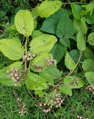 Ceanothus americanus
