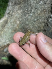 Eleutherodactylus campi