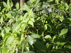 Causonis japonica