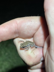 Eleutherodactylus campi