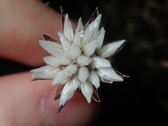 Laxmannia omnifertilis