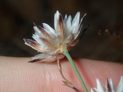 Laxmannia omnifertilis