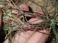 Laxmannia omnifertilis
