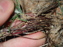 Laxmannia omnifertilis