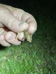 Eleutherodactylus campi