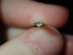 Xanthorrhoea drummondii