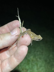 Eleutherodactylus campi