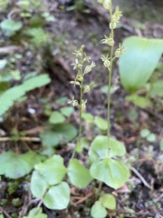 Neottia cordata