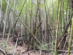 Bambusoideae