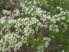Leptospermum