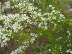 Leptospermum