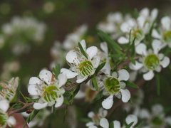 Leptospermum