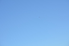 Rhionaeschna multicolor