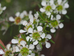 Leptospermum