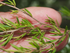 Leptospermum