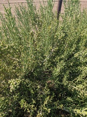 Cylindropuntia leptocaulis