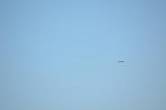 Rhionaeschna multicolor