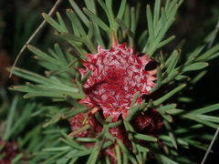 Isopogon asper