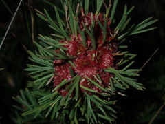 Isopogon asper