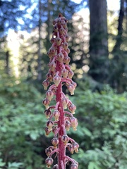 Pterospora andromedea