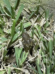 Eleutherodactylus campi