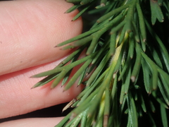 Isopogon asper