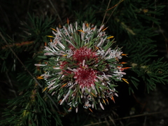 Isopogon asper