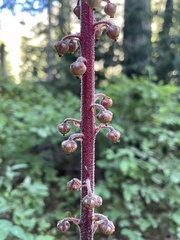 Pterospora andromedea
